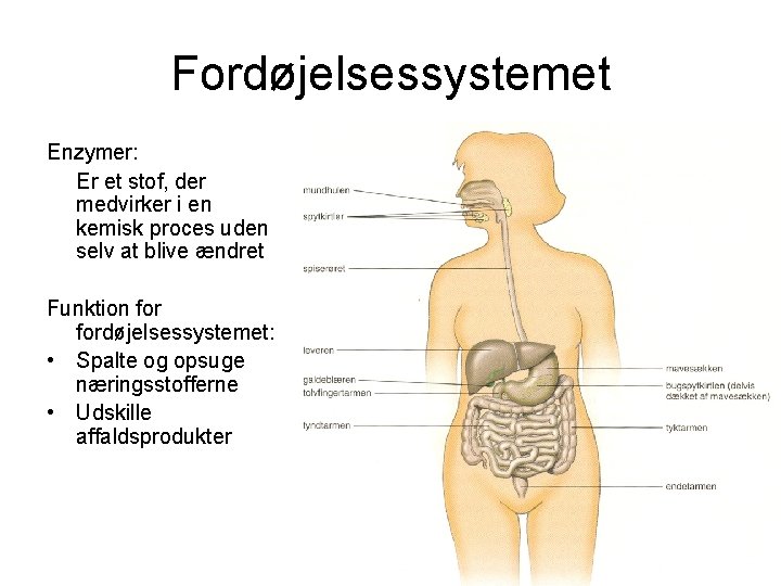 Fordøjelsessystemet Enzymer: Er et stof, der medvirker i en kemisk proces uden selv at