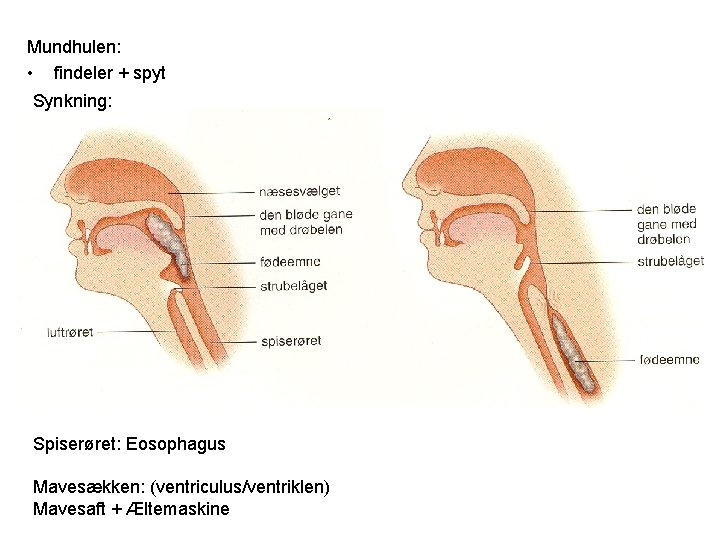 Mundhulen: • findeler + spyt Synkning: Spiserøret: Eosophagus Mavesækken: (ventriculus/ventriklen) Mavesaft + Æltemaskine 