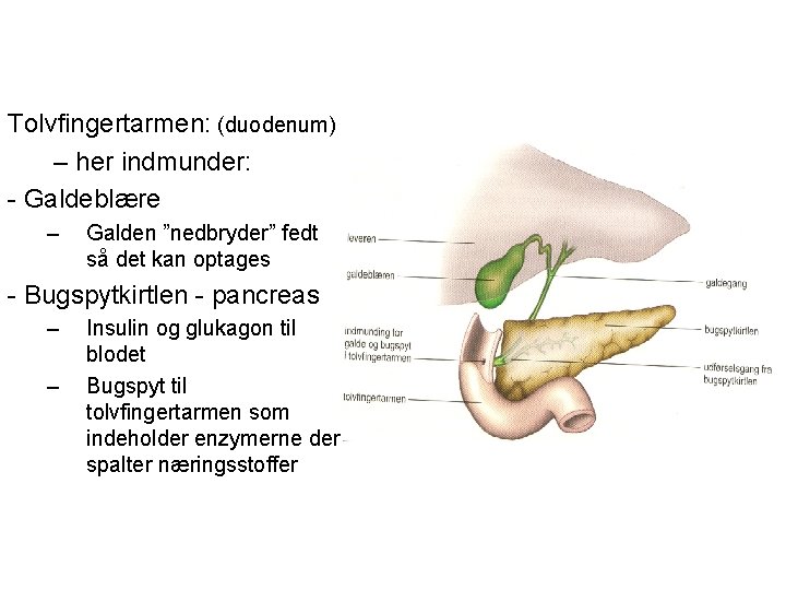 Tolvfingertarmen: (duodenum) – her indmunder: - Galdeblære – Galden ”nedbryder” fedt så det kan