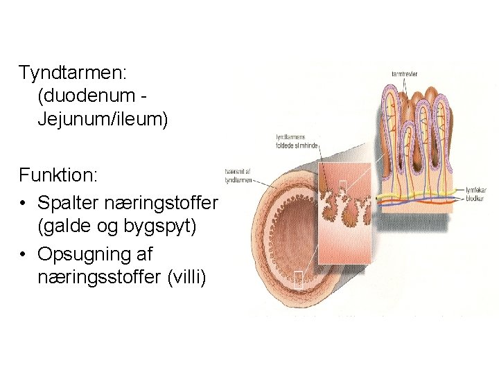 Tyndtarmen: (duodenum Jejunum/ileum) Funktion: • Spalter næringstoffer (galde og bygspyt) • Opsugning af næringsstoffer