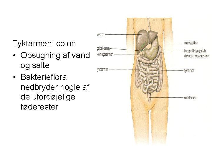 Tyktarmen: colon • Opsugning af vand og salte • Bakterieflora nedbryder nogle af de