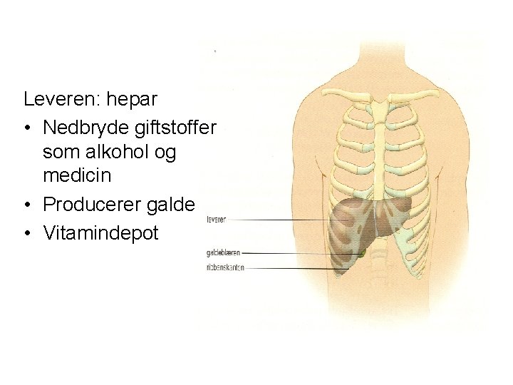 Leveren: hepar • Nedbryde giftstoffer som alkohol og medicin • Producerer galde • Vitamindepot