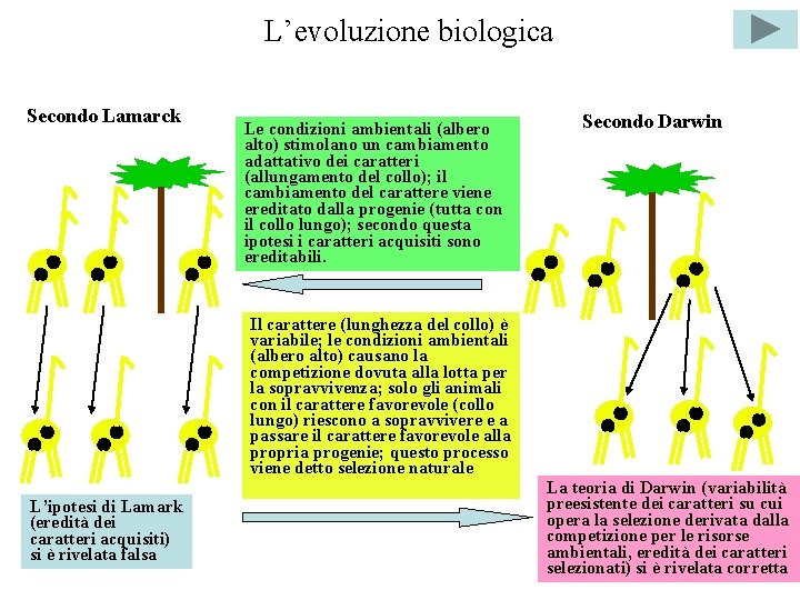 L’evoluzione biologica Secondo Lamarck Le condizioni ambientali (albero alto) stimolano un cambiamento adattativo dei