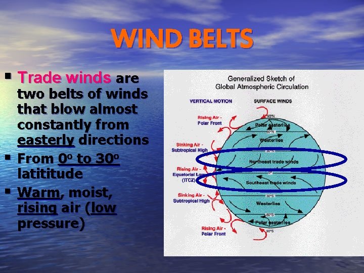 WIND BELTS § Trade winds are § § two belts of winds that blow
