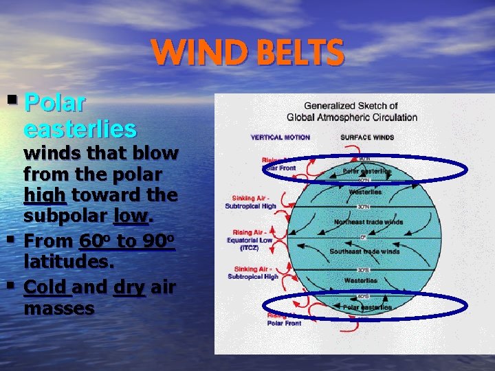 WIND BELTS § Polar easterlies § § winds that blow from the polar high