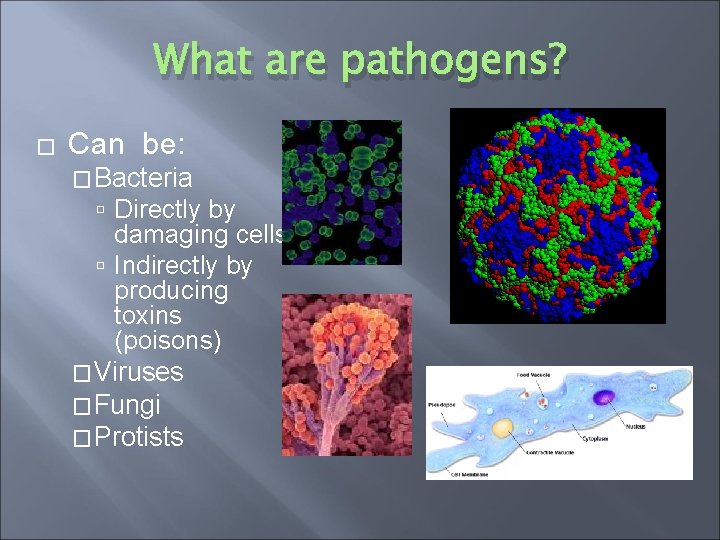 What are pathogens? � Can be: �Bacteria Directly by damaging cells Indirectly by producing