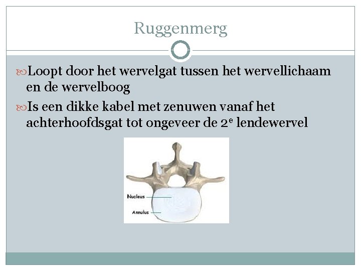 Ruggenmerg Loopt door het wervelgat tussen het wervellichaam en de wervelboog Is een dikke