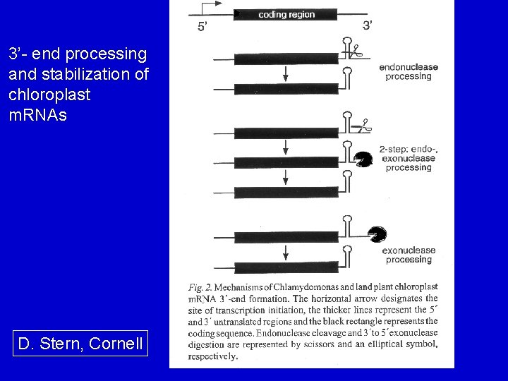 3’- end processing and stabilization of chloroplast m. RNAs D. Stern, Cornell 