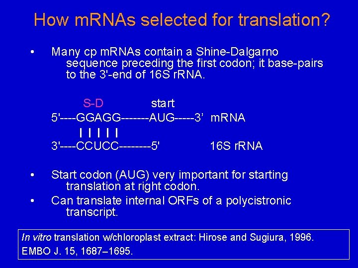 How m. RNAs selected for translation? • Many cp m. RNAs contain a Shine-Dalgarno