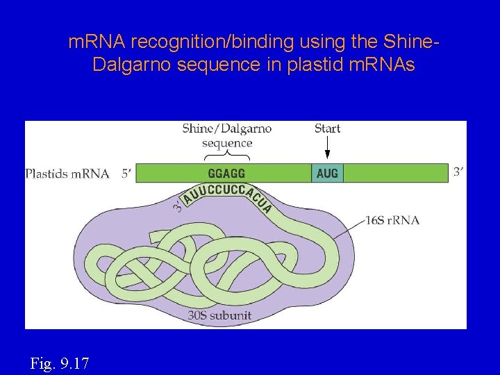 m. RNA recognition/binding using the Shine. Dalgarno sequence in plastid m. RNAs Fig. 9.