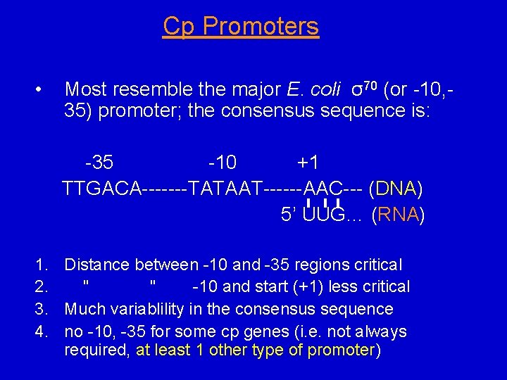 Cp Promoters • Most resemble the major E. coli σ70 (or -10, 35) promoter;