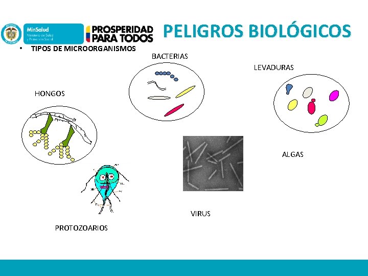 PELIGROS BIOLÓGICOS • TIPOS DE MICROORGANISMOS BACTERIAS LEVADURAS HONGOS ALGAS VIRUS PROTOZOARIOS 