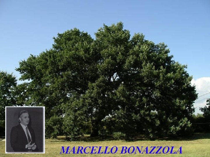 MARCELLO BONAZZOLA 