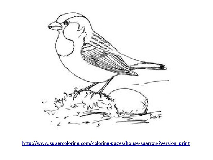 http: //www. supercoloring. com/coloring-pages/house-sparrow? version=print 