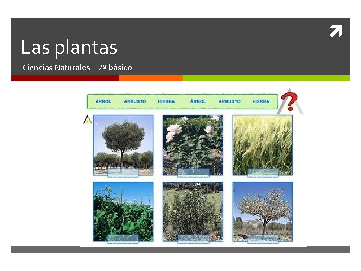 Las plantas Ciencias Naturales – 2º básico 