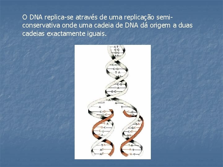 O DNA replica-se através de uma replicação semiconservativa onde uma cadeia de DNA dá