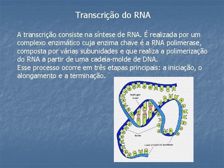 Transcrição do RNA A transcrição consiste na síntese de RNA. É realizada por um