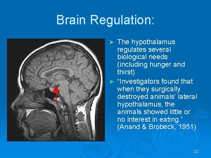 Brain Regulation: The hypothalamus regulates several biological needs (including hunger and thirst) Ø “Investigators