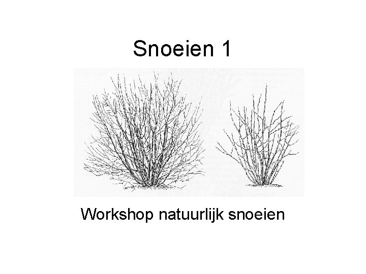 Snoeien 1 Workshop natuurlijk snoeien 