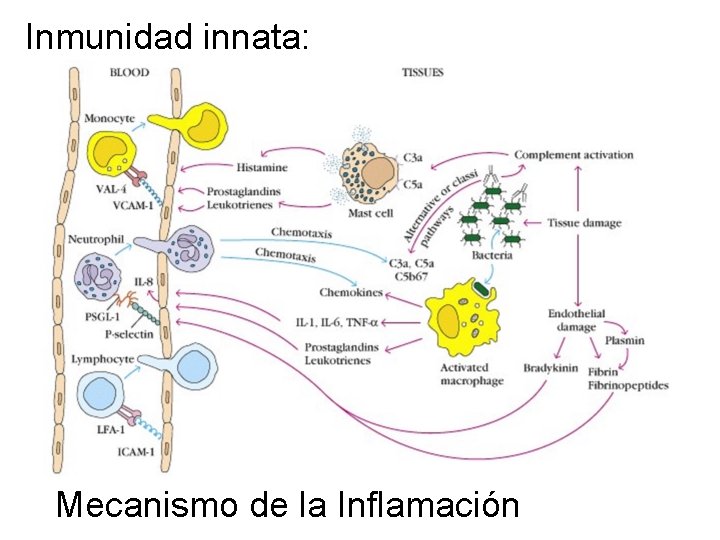 Inmunidad innata: Mecanismo de la Inflamación 