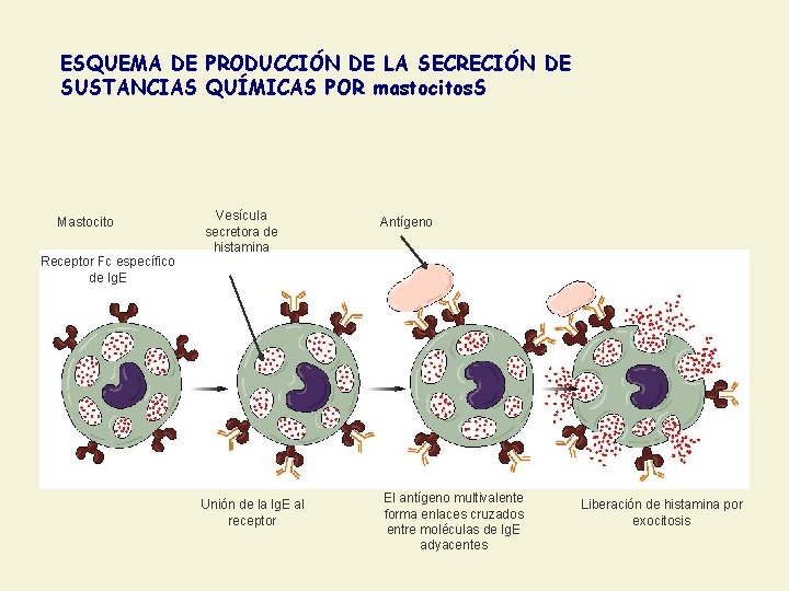 ESQUEMA DE PRODUCCIÓN DE LA SECRECIÓN DE SUSTANCIAS QUÍMICAS POR mastocitos. S Mastocito Receptor