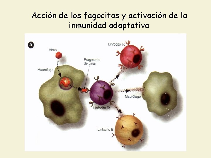 Acción de los fagocitos y activación de la inmunidad adaptativa 