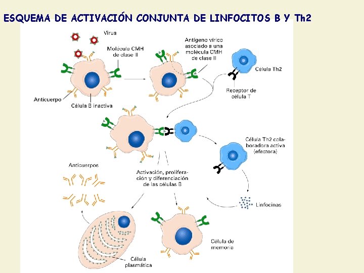 ESQUEMA DE ACTIVACIÓN CONJUNTA DE LINFOCITOS B Y Th 2 