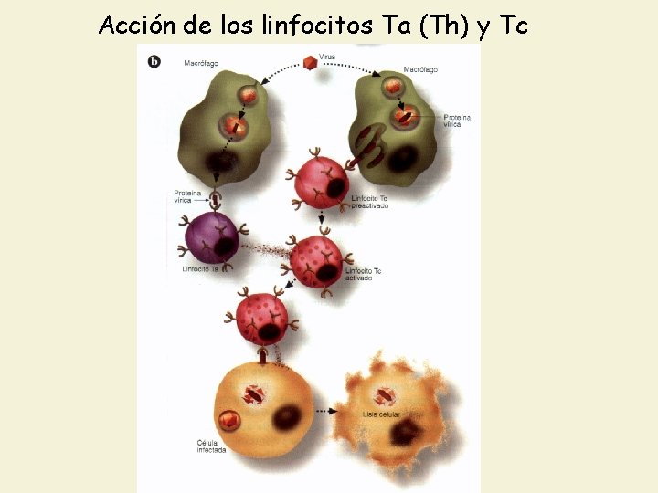 Acción de los linfocitos Ta (Th) y Tc 