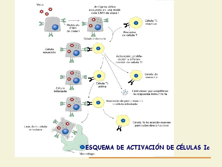 ESQUEMA DE ACTIVACIÓN DE CÉLULAS Ic 