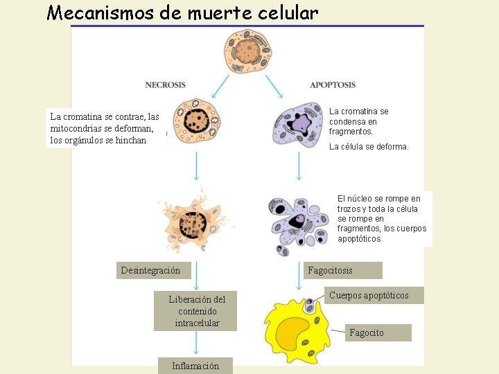 Mecanismos de muerte celular La cromatina se condensa en fragmentos. La cromatina se contrae,