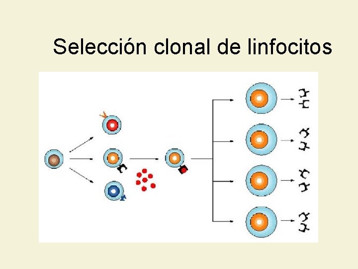 Selección clonal de linfocitos 