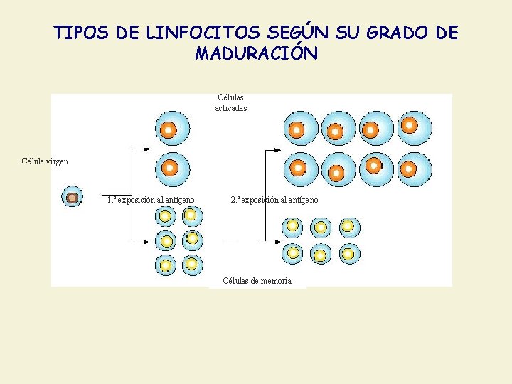TIPOS DE LINFOCITOS SEGÚN SU GRADO DE MADURACIÓN Células activadas Célula virgen 1. ª