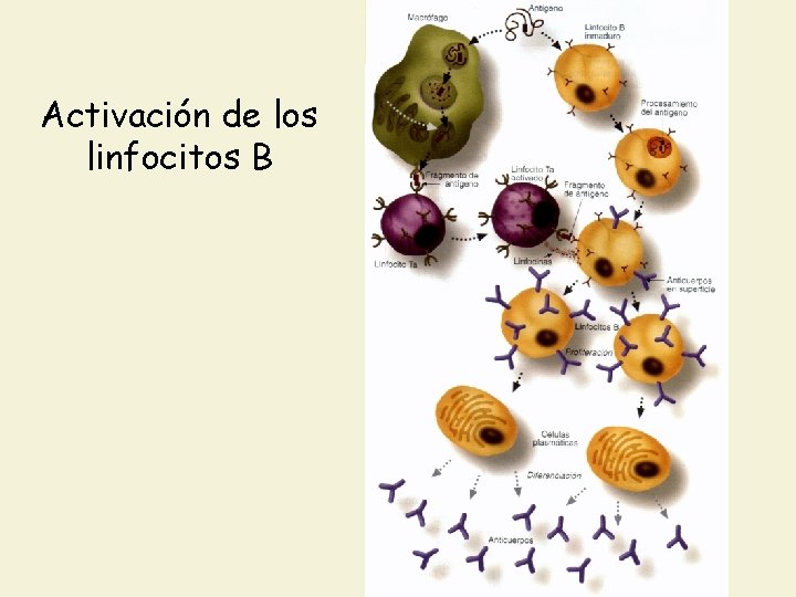 Activación de los linfocitos B 