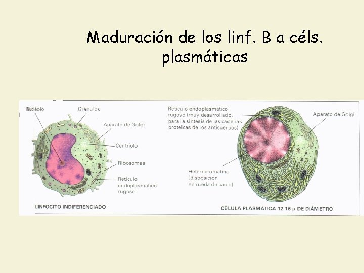 Maduración de los linf. B a céls. plasmáticas 