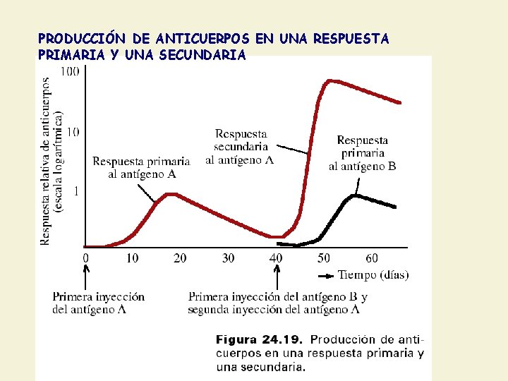 PRODUCCIÓN DE ANTICUERPOS EN UNA RESPUESTA PRIMARIA Y UNA SECUNDARIA 