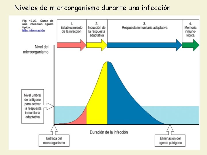 Niveles de microorganismo durante una infección 