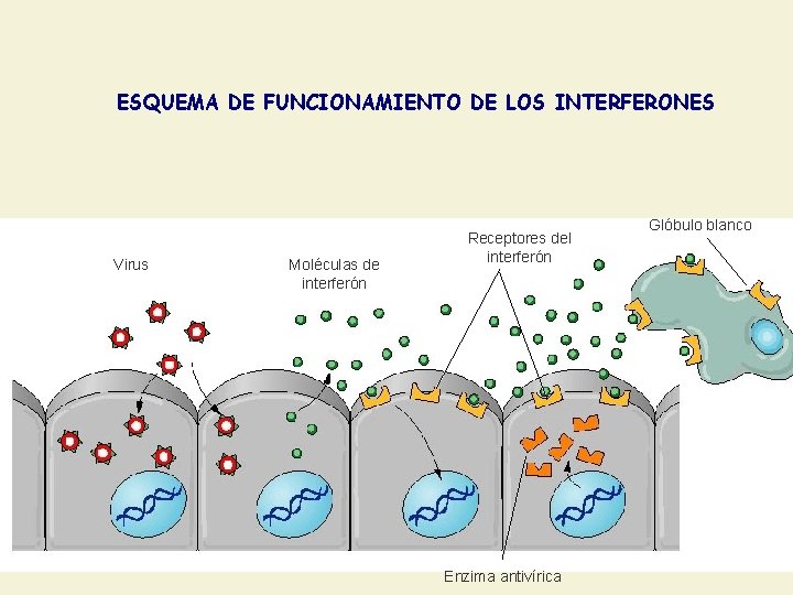 ESQUEMA DE FUNCIONAMIENTO DE LOS INTERFERONES Virus Moléculas de interferón Receptores del interferón Enzima