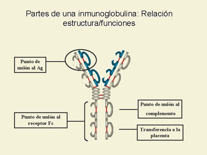 Partes de una inmunoglobulina: Relación estructura/funciones Punto de unión al Ag Punto de unión