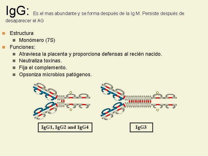 Ig. G: Es el mas abundante y se forma después de la Ig M.