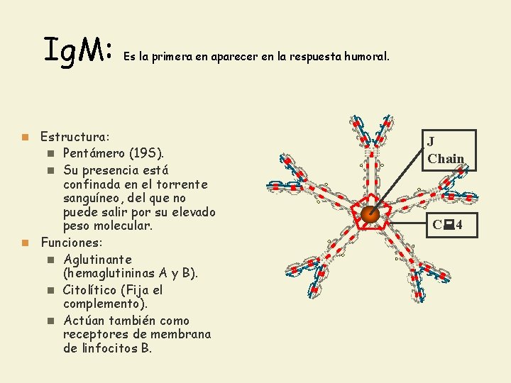 Ig. M: n Estructura: Es la primera en aparecer en la respuesta humoral. Pentámero