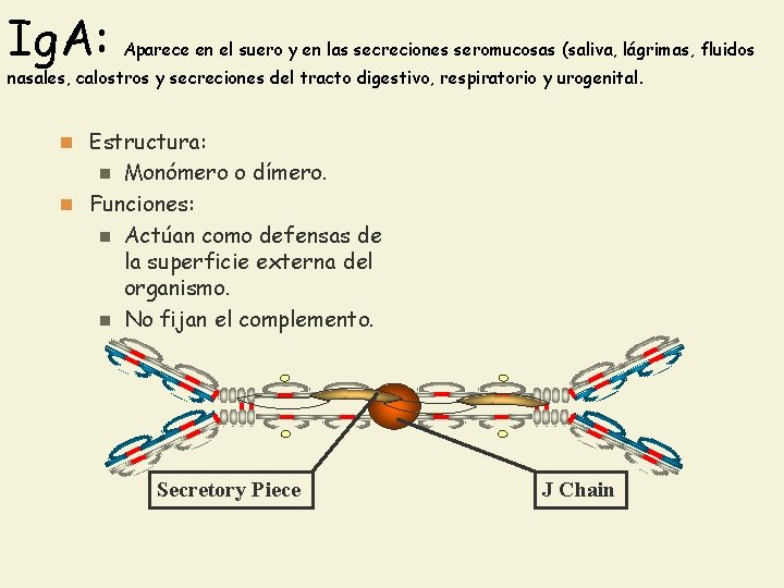 Ig. A: Aparece en el suero y en las secreciones seromucosas (saliva, lágrimas, fluidos