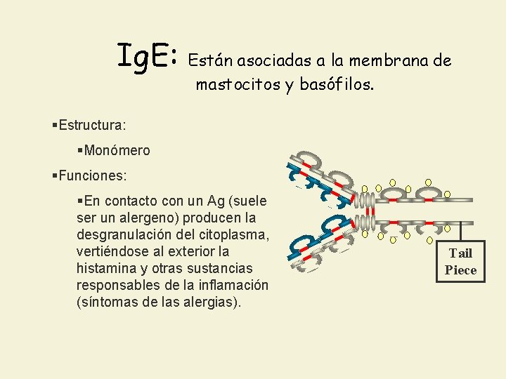 Ig. E: Están asociadas a la membrana de mastocitos y basófilos. §Estructura: §Monómero §Funciones: