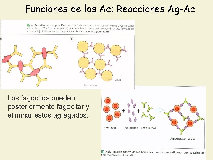 Funciones de los Ac: Reacciones Ag-Ac Los fagocitos pueden posteriormente fagocitar y eliminar estos