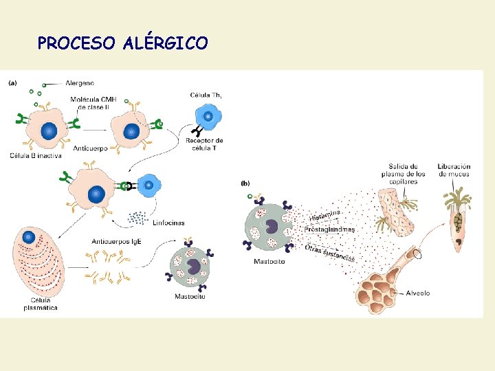 PROCESO ALÉRGICO 