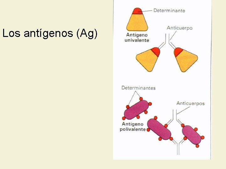 Los antígenos (Ag) 