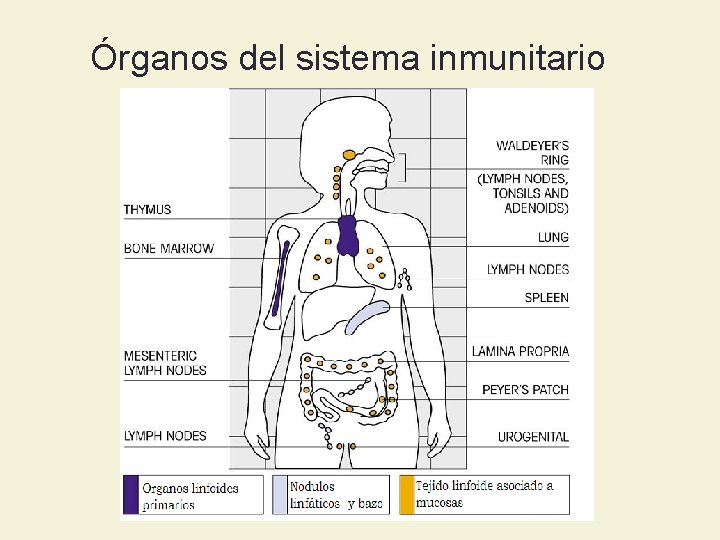 Órganos del sistema inmunitario 