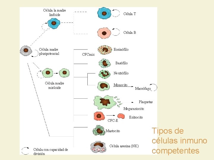 Célula la madre linfoide Célula T Célula B Célula madre pluripotencial Eosinófilo CFCmix Basófilo