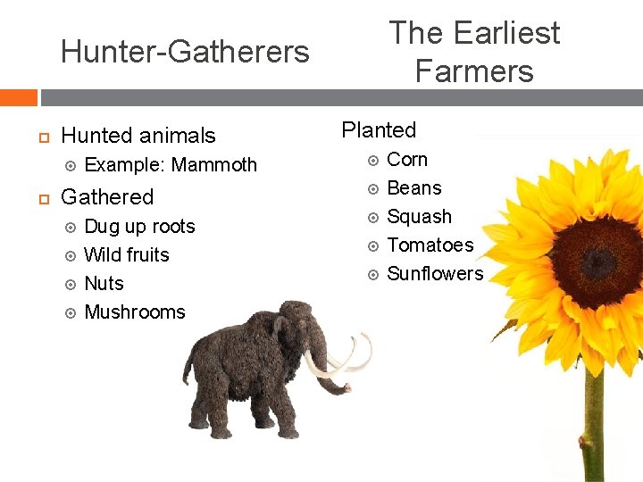 The Earliest Farmers Hunter-Gatherers Hunted animals Example: Mammoth Gathered Dug up roots Wild fruits The Earliest Farmers Hunter-Gatherers Hunted animals Example: Mammoth Gathered Dug up roots Wild fruits