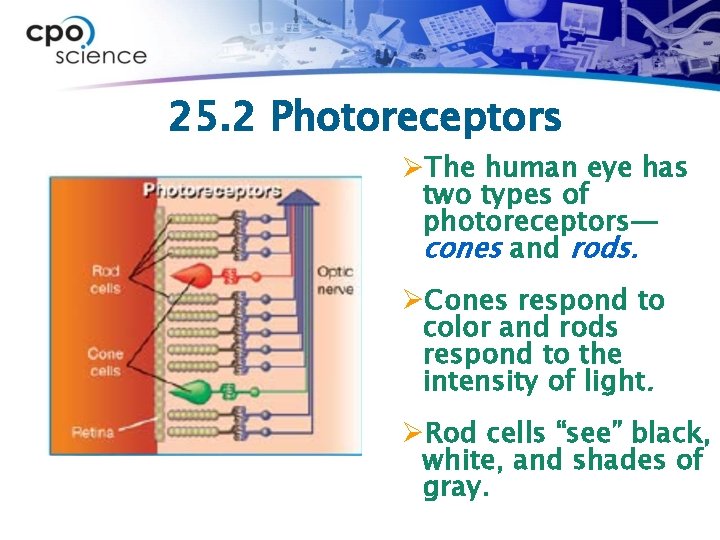 25. 2 Photoreceptors ØThe human eye has two types of photoreceptors— cones and rods.