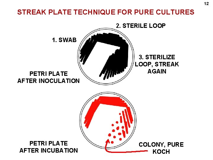 12 STREAK PLATE TECHNIQUE FOR PURE CULTURES 2. STERILE LOOP 1. SWAB PETRI PLATE